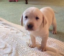 Labrador Retriever From Fort McMurray