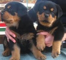 Male and Female Rottweiler puppies Ready Email us at... (angelina_lisa@outlook.com)