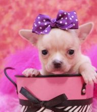 Newly Family Friend Chichuahua Puppies