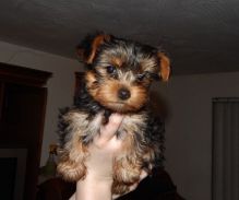 tea cup yorkie puppies for adoption (443) 475-0127