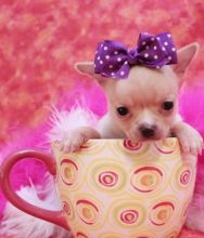 very nice to finally meet tea cup chichuahua