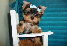 VERY Unique Yorkie Puppies for You! (443) 475-0127