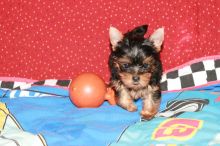 Yorkie puppies ☆ Registered (443) 475-0127