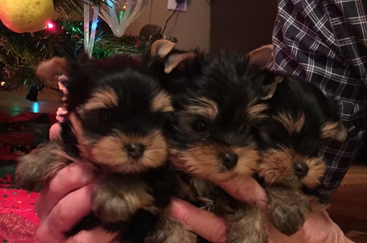2015 Yorkie puppies ready call or text (443) 475-0127 Image eClassifieds4u