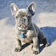 Adorable French Bull dog puppies ready to go to a lovely and caring home Text 901-401-8672 Image eClassifieds4u