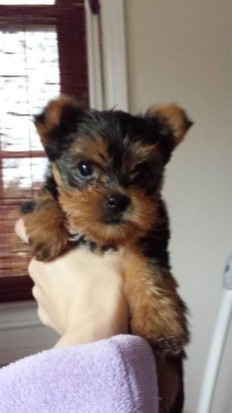 Akc reg Adorable Teacup Yorkie Puppies for Adoption (443) 475-0127 Image eClassifieds4u