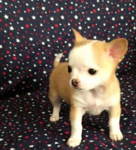 Chichuahua Puppies ready now Image eClassifieds4u