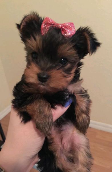 cute Teddy Yorkie puppy, AKC, male 10 weeks old (443) 475-0127 Image eClassifieds4u