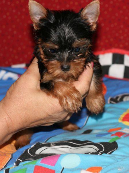 Energetic boy and girl yorkie puppies for sale !!! (443) 475-0127 Image eClassifieds4u