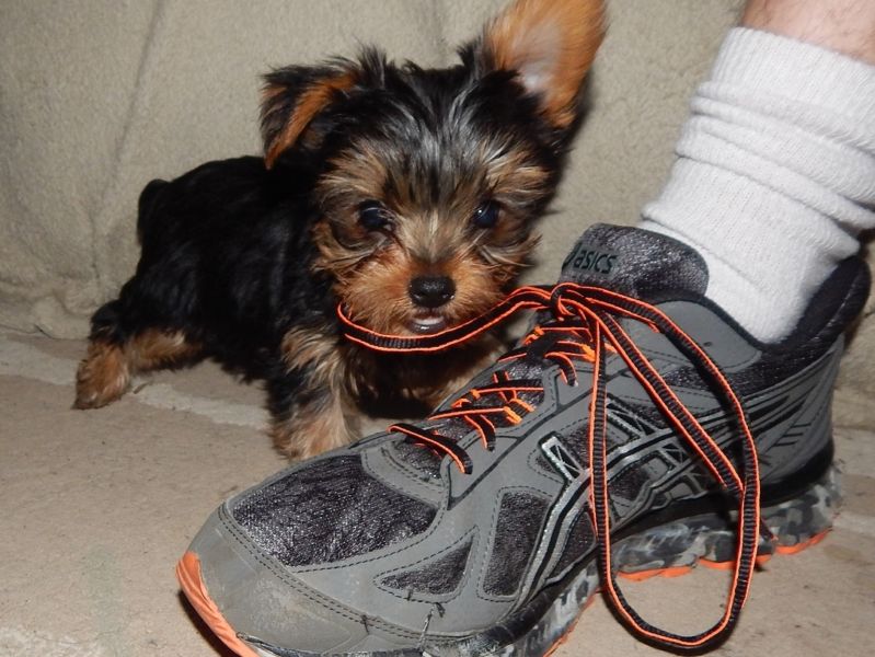 Energetic boy and girl yorkie puppies for sale !!! (443) 475-0127 Image eClassifieds4u
