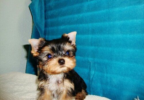 Excellent Tea-Cup Size Yorkie Puppies For Adoption(443) 475-0127 Image eClassifieds4u