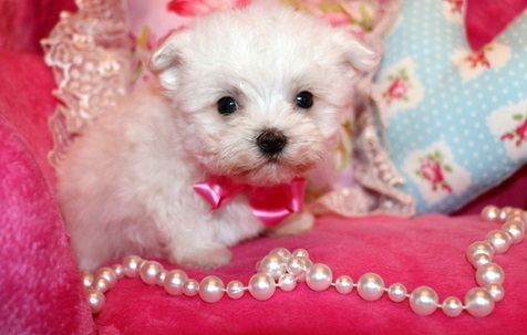 Fantastic White Maltese puppies available Image eClassifieds4u