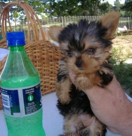Healthy male and female Yorkie Puppies.Text us at (443) 475-0127 Image eClassifieds4u