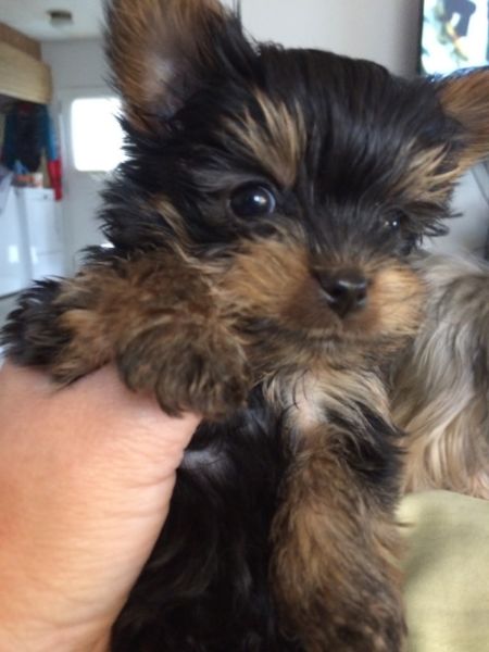 Healthy Yorkshire Terrier Puppies For Adoption (443) 475-0127 Image eClassifieds4u