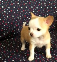 Chichuahua Puppies ready now Image eClassifieds4U