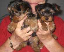 Lovely Male And Female Teacup Yorkie Puppies!! text us (443) 475-0127 Image eClassifieds4U