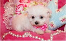 Super Adorable Teacup Maltese Puppies Image eClassifieds4U