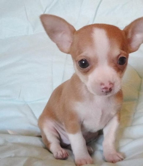 Male And Female Tea Cup Chichuahua Puppies Image eClassifieds4u