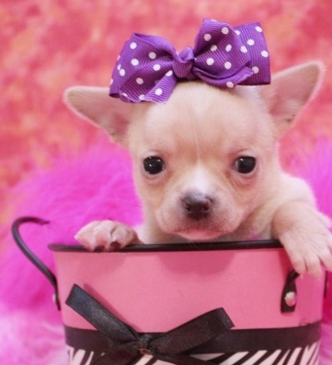 Oakville Chichuahua Puppies Image eClassifieds4u