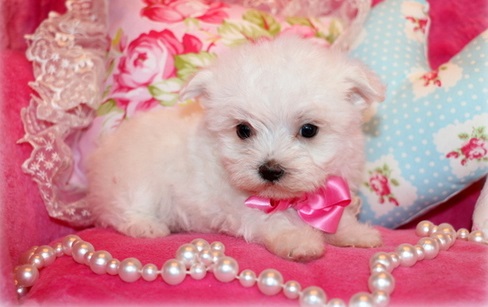 Super Adorable Teacup Maltese Puppies Image eClassifieds4u