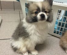 adorable Teacup Pomeranian puppies available