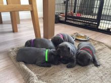 Reg Solid Blue French Bulldog Puppies