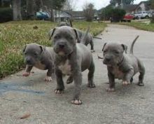 xl bully pitbull puppies-champagne, faw