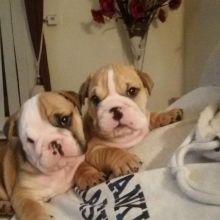2 stunning top quality male and female English bulldogs