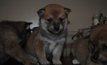 Adorable Home raised Shiba Inu Puppies