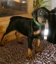 Affectionate Doberman Pinscher Puppies Available