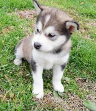 Alaskan Malamute Puppies Available For Caring Families