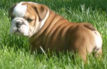 Beautiful English Bulldog