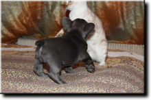 Blue French Bulldog Puppies