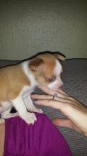 Chihuahua Puppies for you
