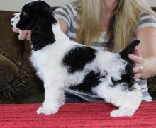 Cocker Spaniel Puppies Available For Caring Families