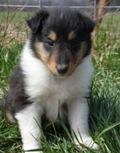 Collie Puppies Available For Caring Homes