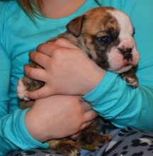 Cute English Bulldog Puppies For Adoption