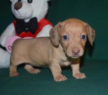 Dachshund Puppies Available For Caring Families