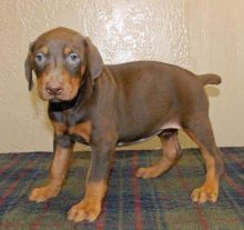 Doberman Pinscher Puppies Available For Caring Families