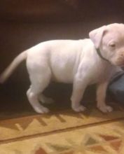 Dogo Argentino Puppies Available For Caring Families