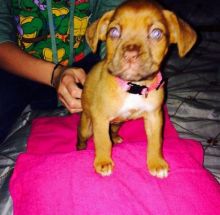 Dogue De Bordeaux Puppies Available For Caring Families