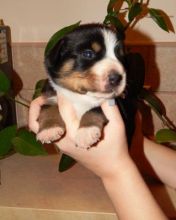 Entlebucher Puppies Available For Caring Families