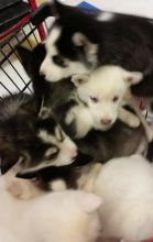 Fdhlkjfbln akc siberian husky puppies