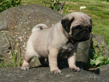 Fdjkbfzd stunning pug puppies available