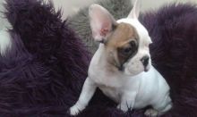 french bulldog girl fawn pied 4 mths old non kc