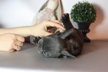 French bulldog puppies Available