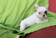 French Bulldog Puppies Available For Caring Families