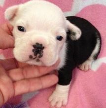 Frenchton Puppies Available For Caring Families