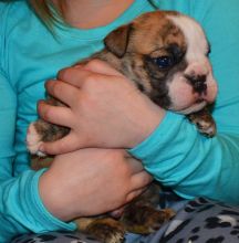 friendly White English Bulldog Puppies