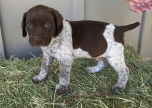 German Shorthaired Pointer Puppies Available For Caring Families